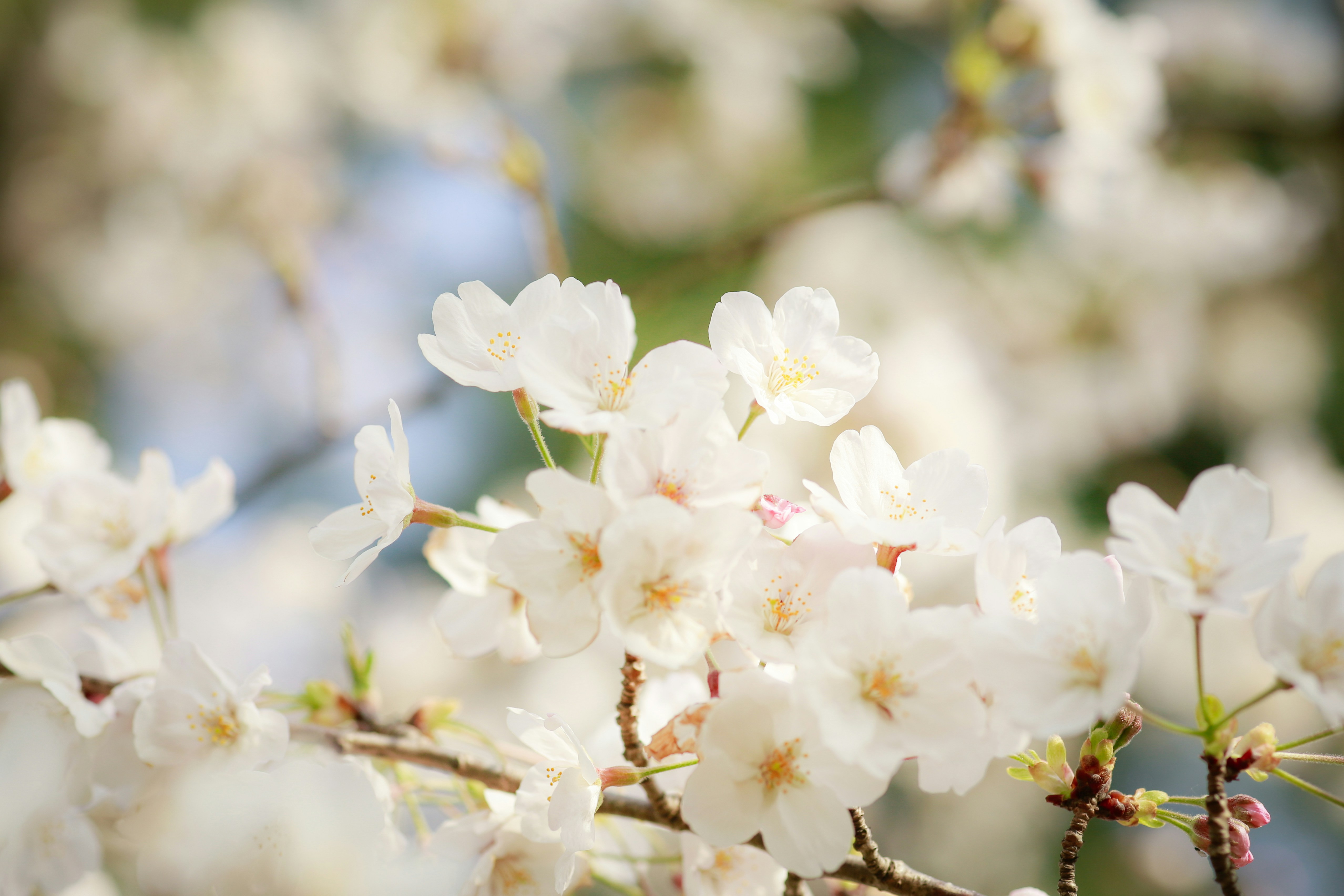 Photo by shimikumi32