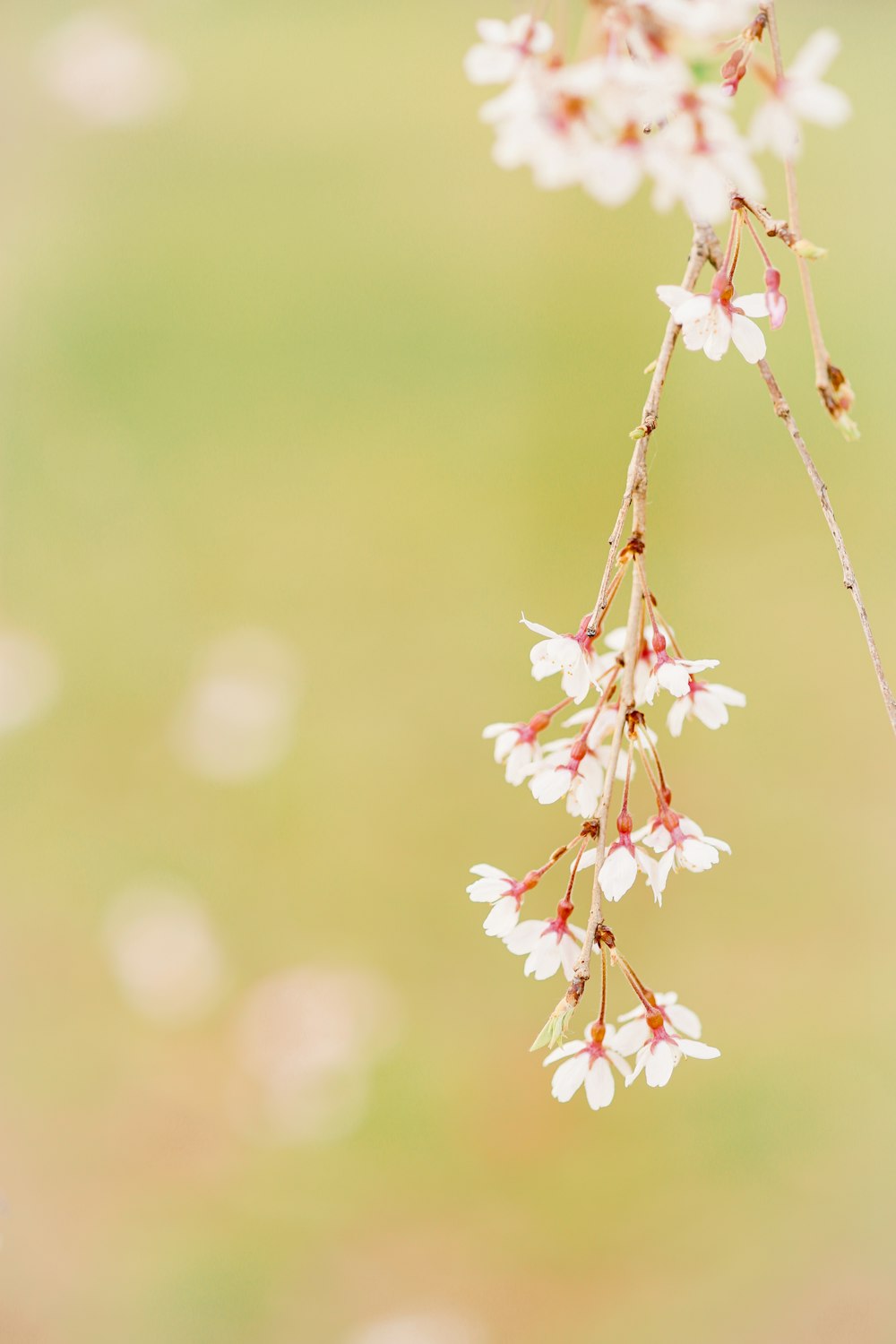 pink and white flower in tilt shift lens