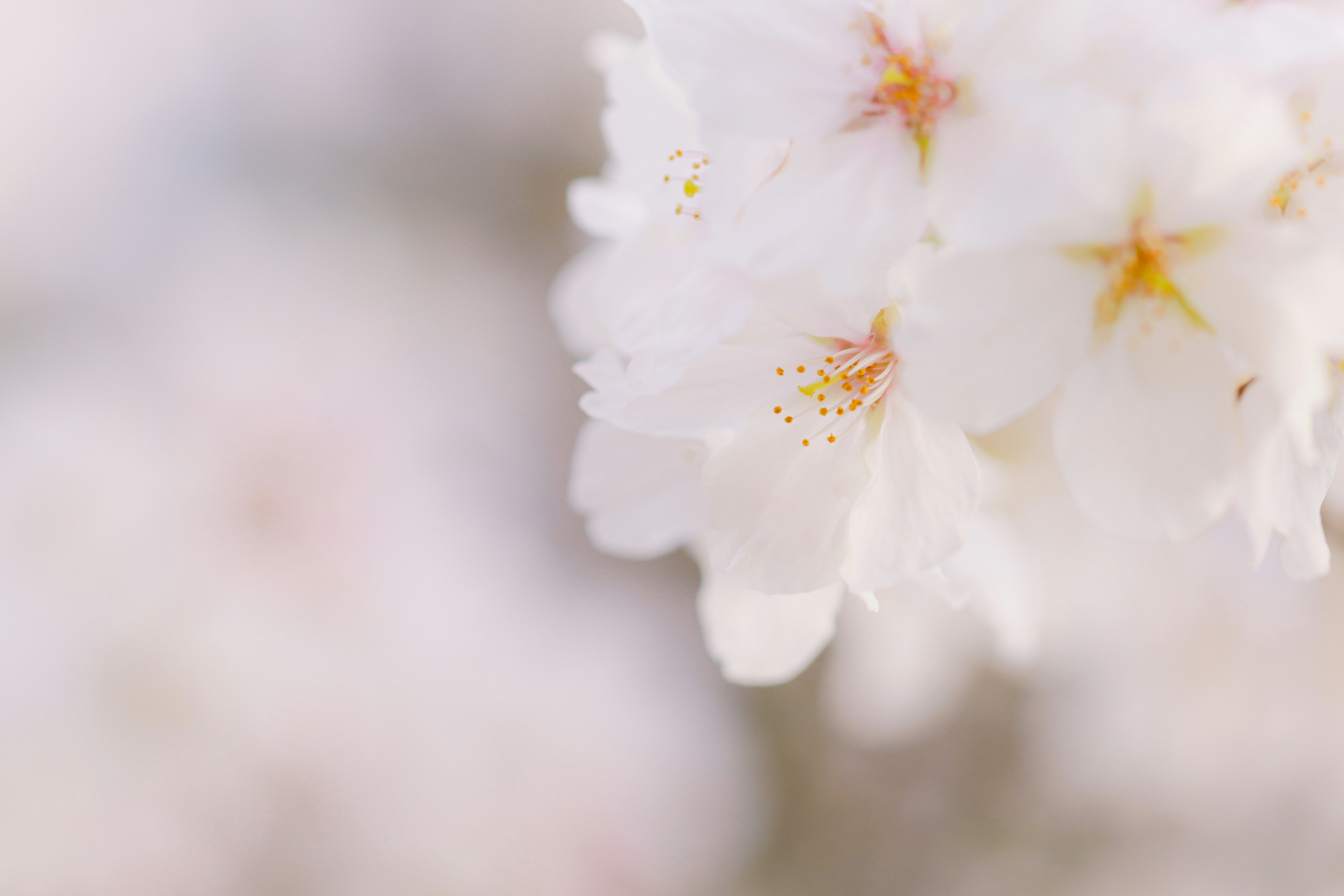 Photo by shimikumi32