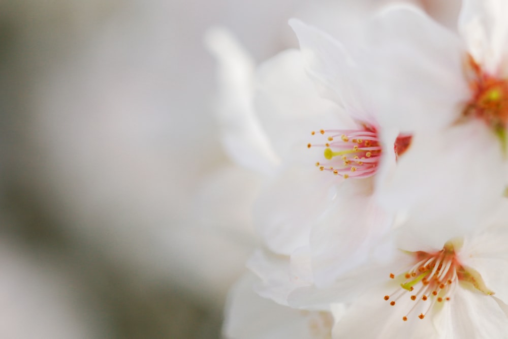 咲く白い桜のクローズアップ写真
