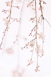 white flowers in tilt shift lens