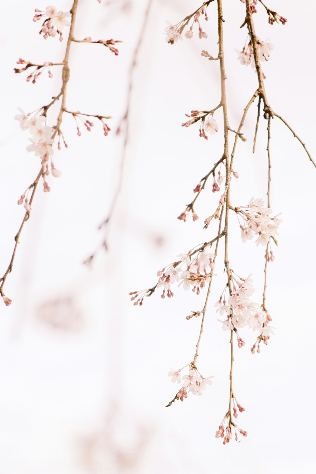 white flowers in tilt shift lens