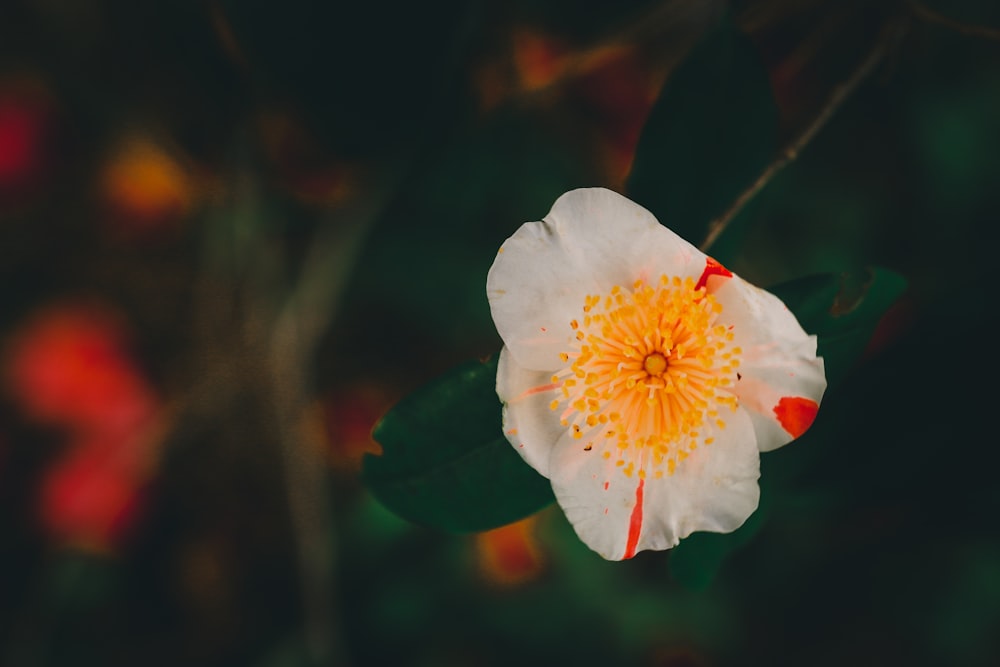 white and red flower in tilt shift lens