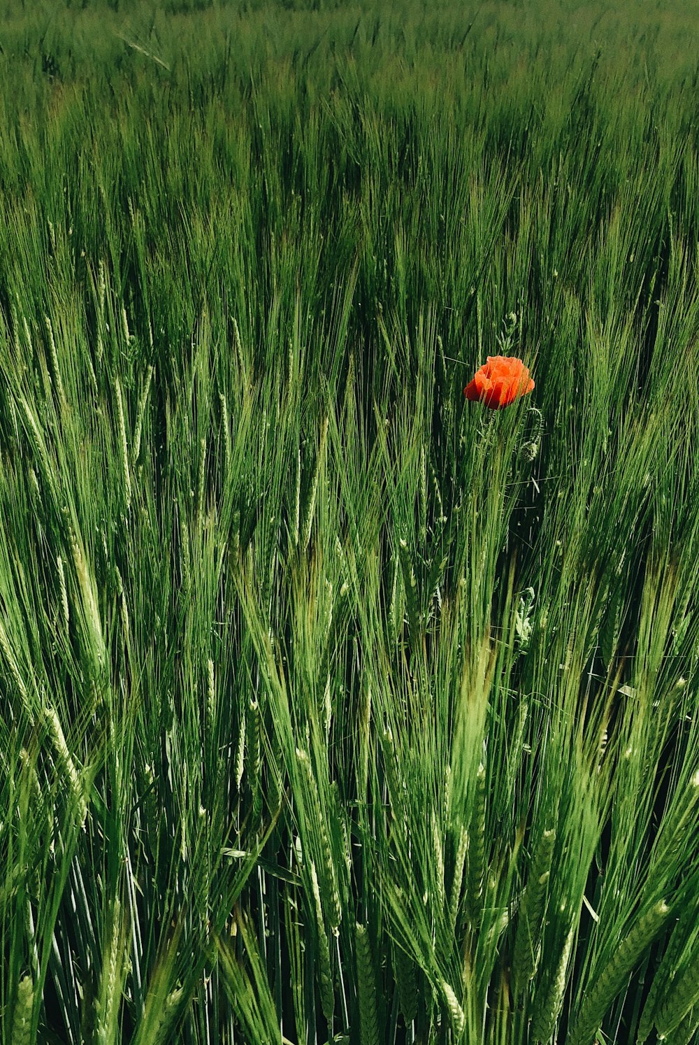 flor roja en campo de hierba verde