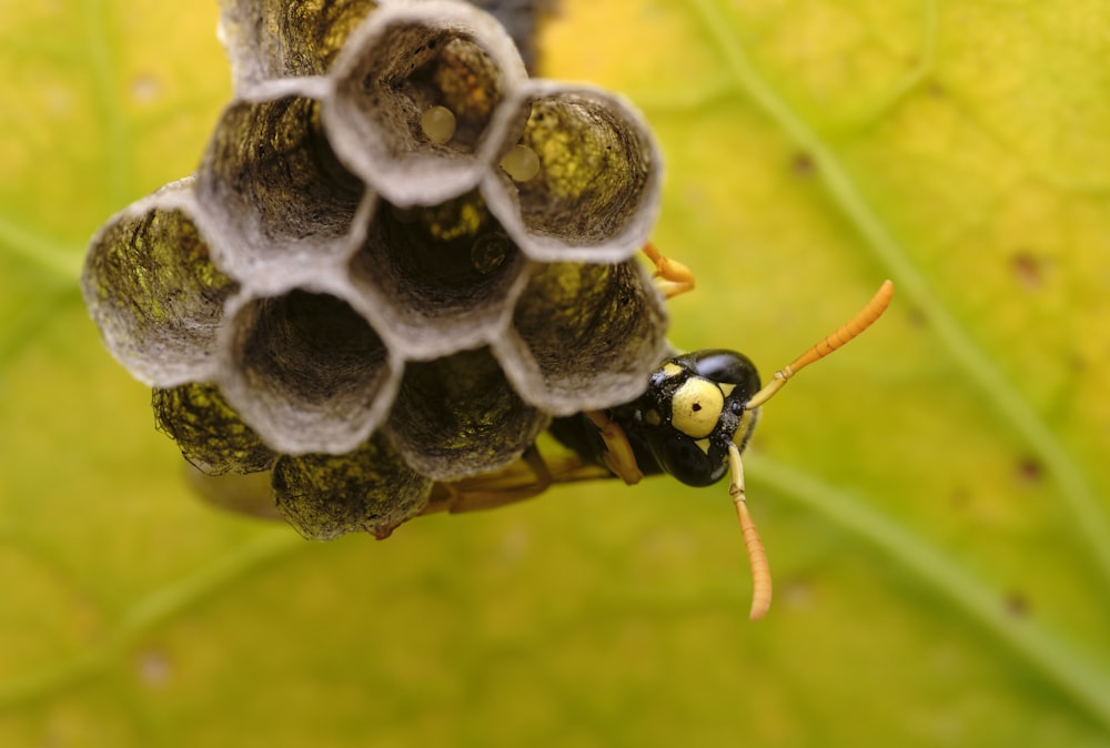 schwarzer und gelber Käfer auf grünem Blatt
