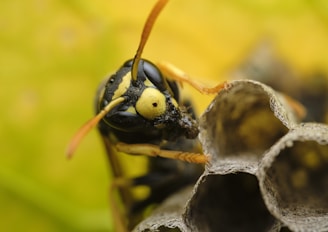 yellow and black bee on yellow flower