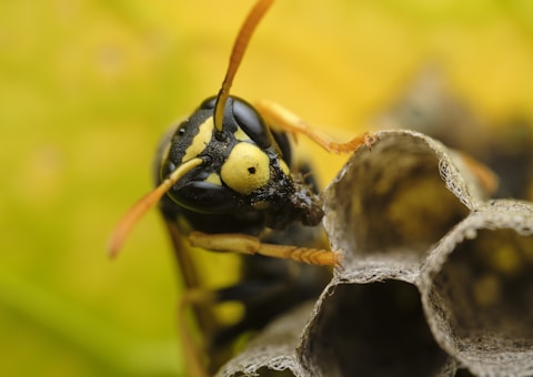 yellow and black bee on yellow flower