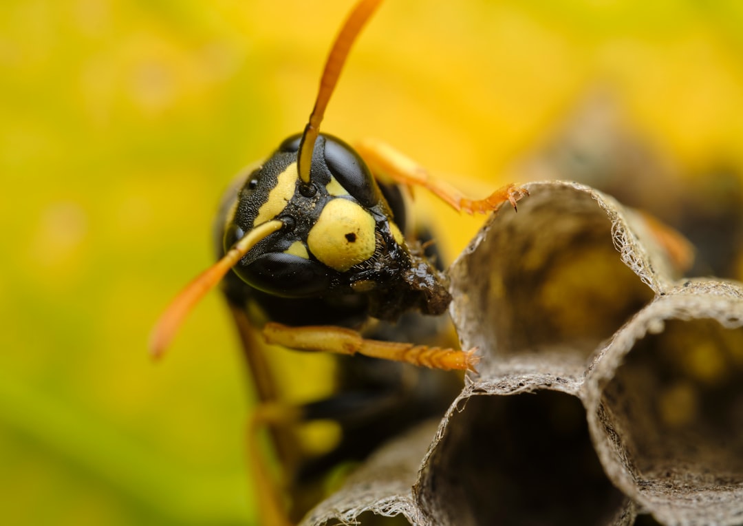 yellow and black bee on yellow flower