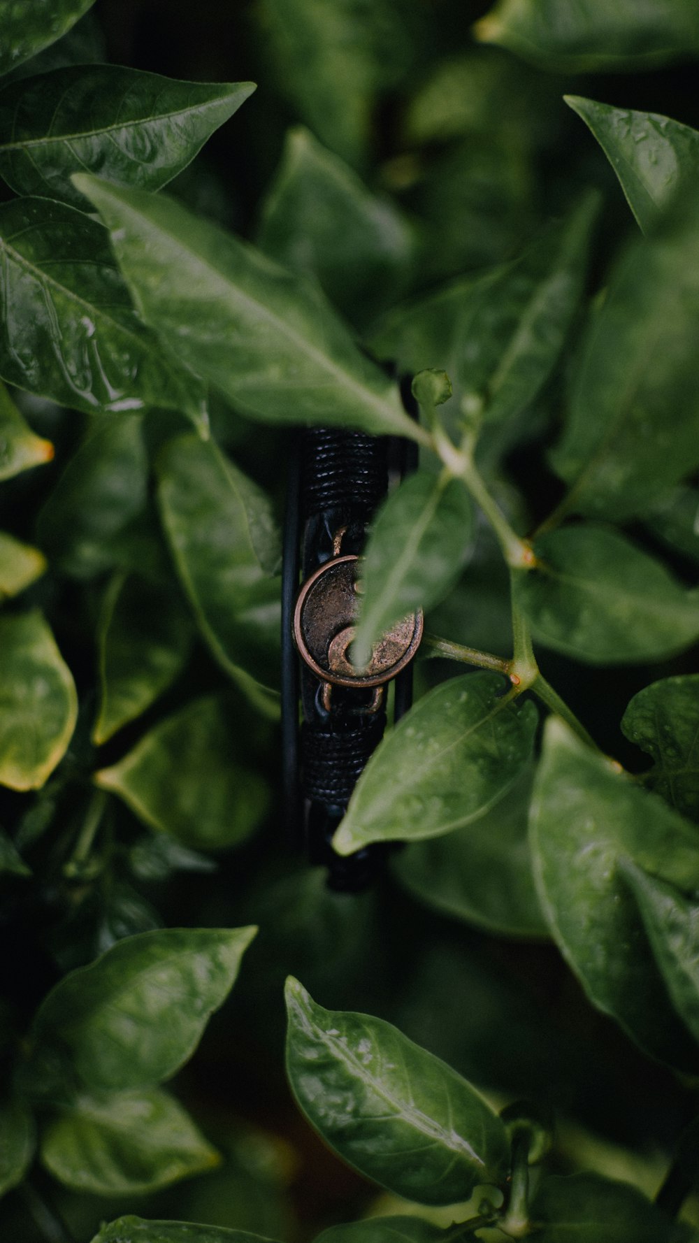 black and silver bottle on green leaves