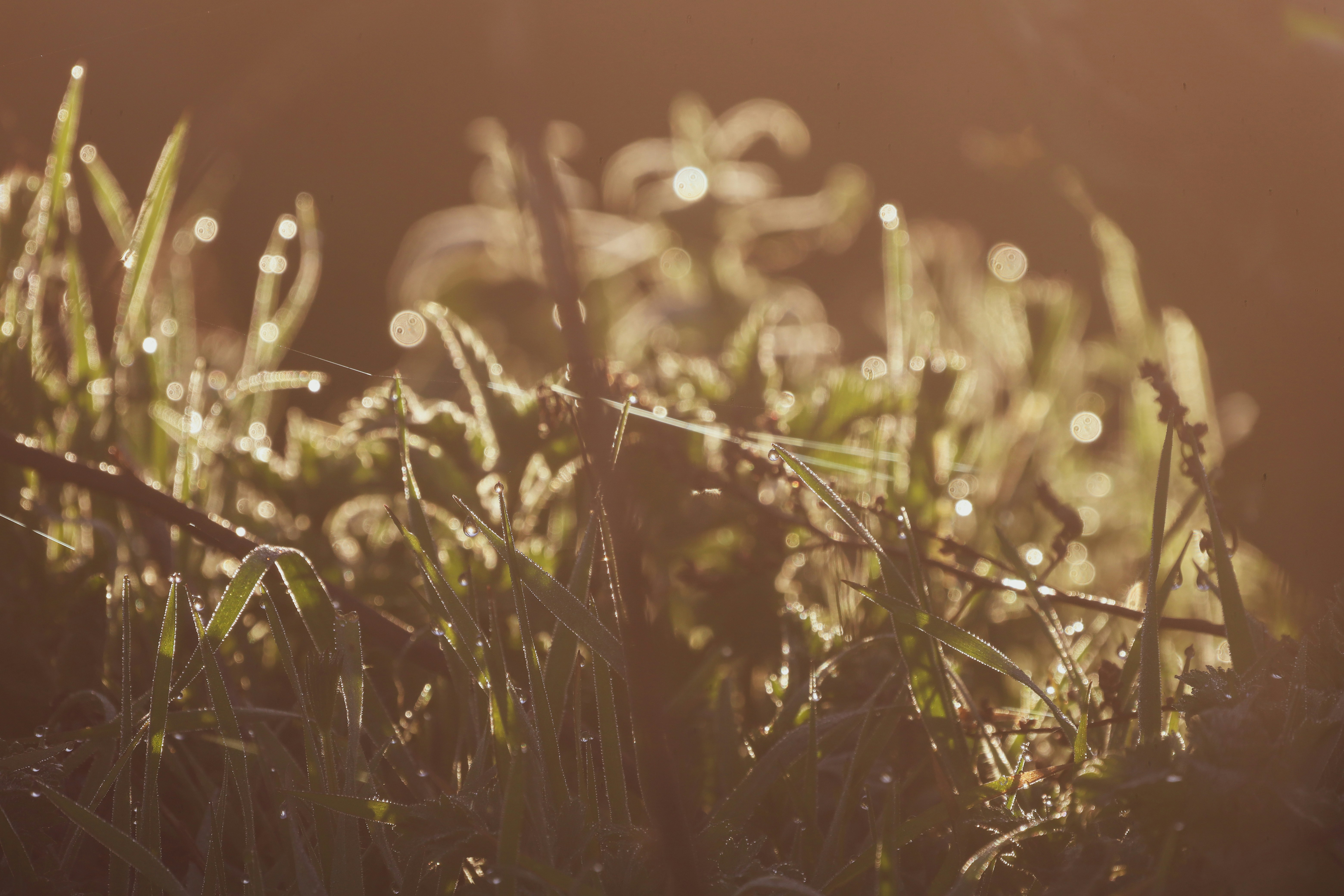 Photo by grievek1610begur