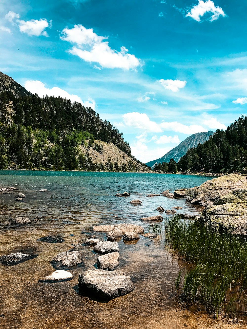 green trees near river under blue sky during daytime