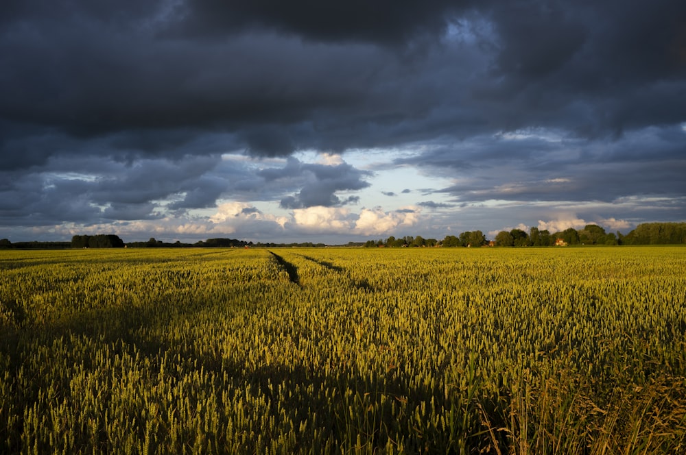 green grass field under cloudy sky during daytime