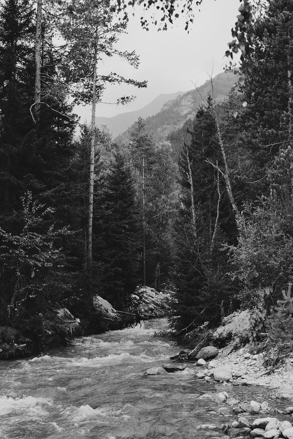 grayscale photo of trees near mountain