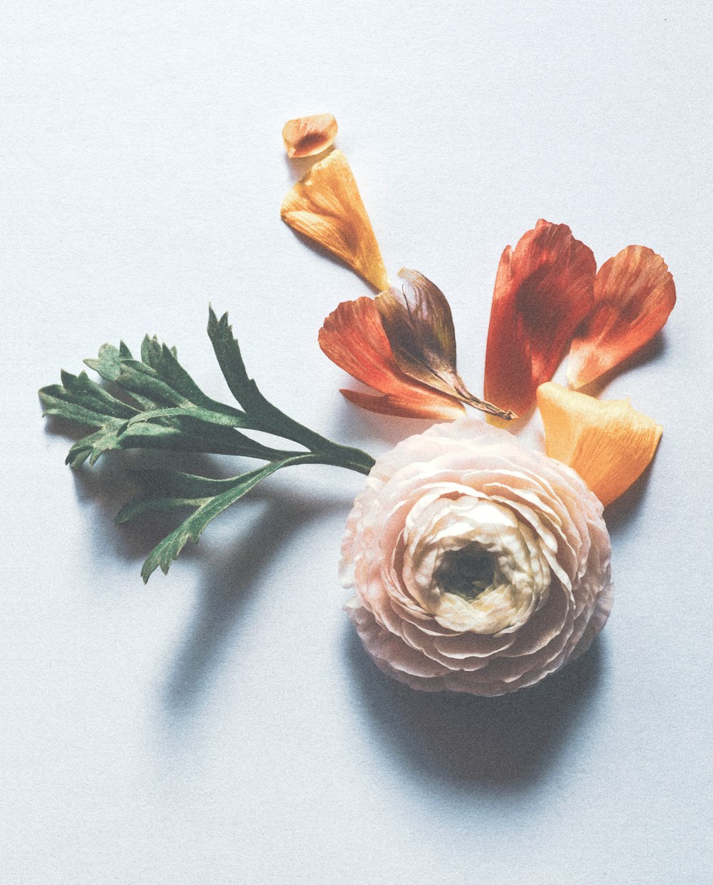 white and orange flower on white surface