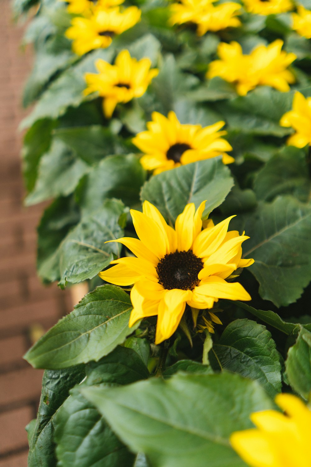 yellow flower with green leaves