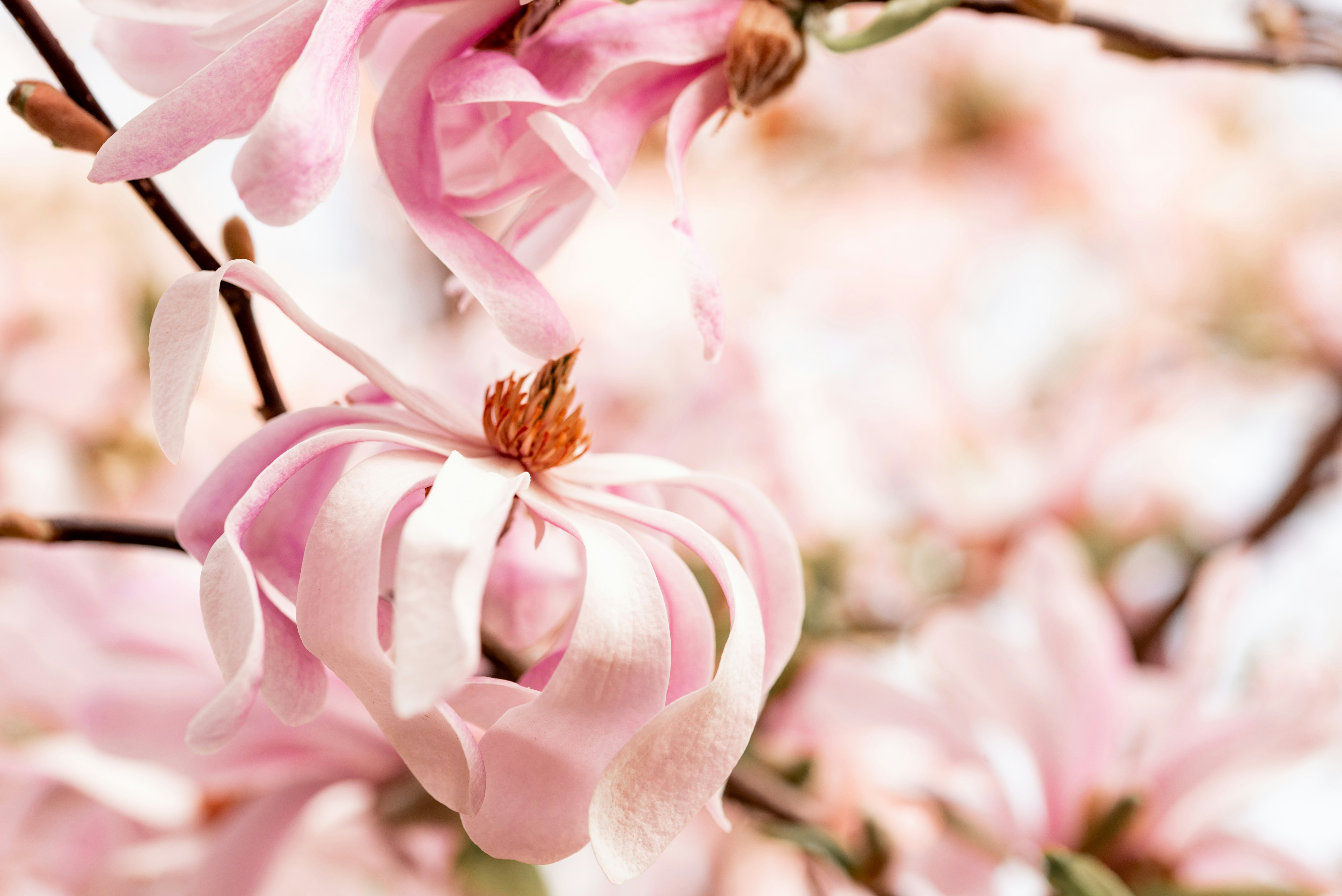 Photo by lauraadaiphoto