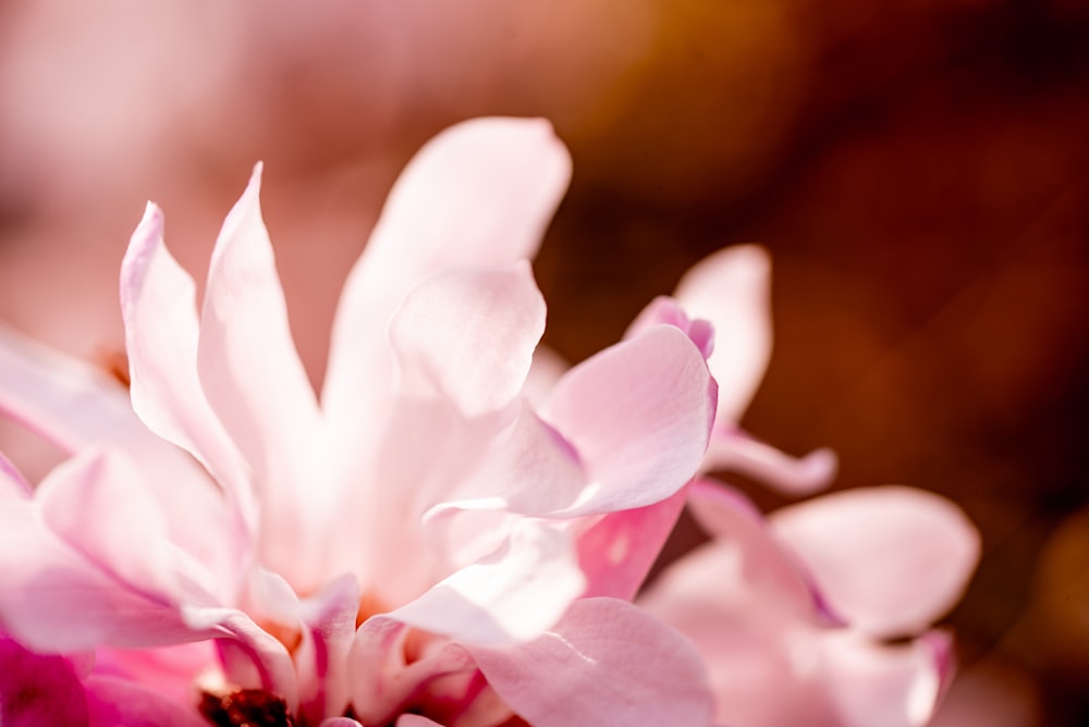 white and pink flower in macro shot