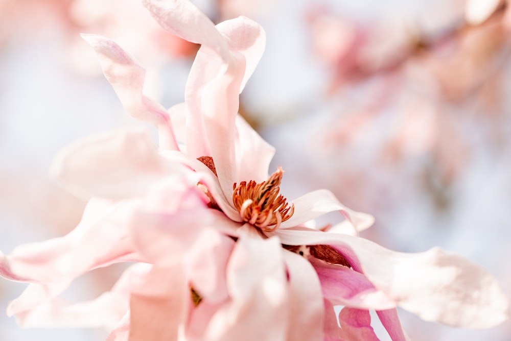 pink flower in tilt shift lens