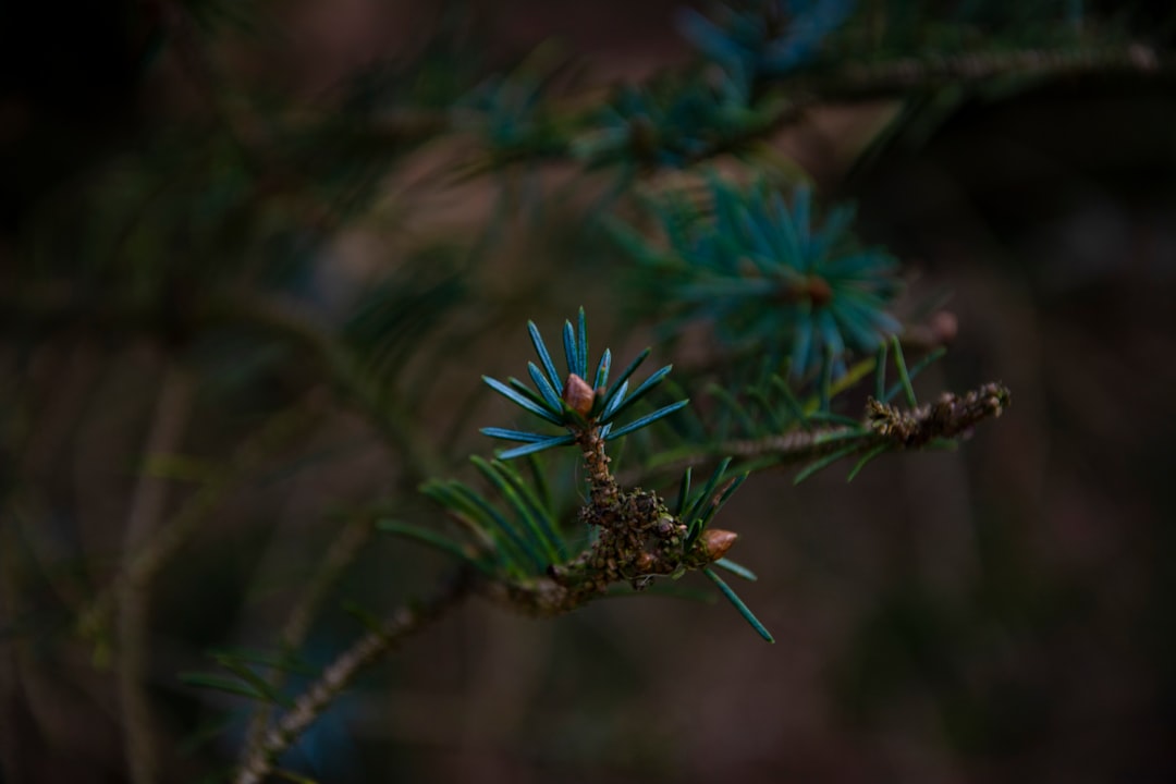 green and brown plant in close up photography