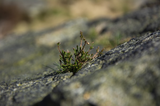 A small green plant is growing out from a crack in a textured rock surface. The focus is on the plant, with a blurred background which creates depth. The plant has thin stems and tiny leaves, suggesting resilience and growth in a harsh environment.