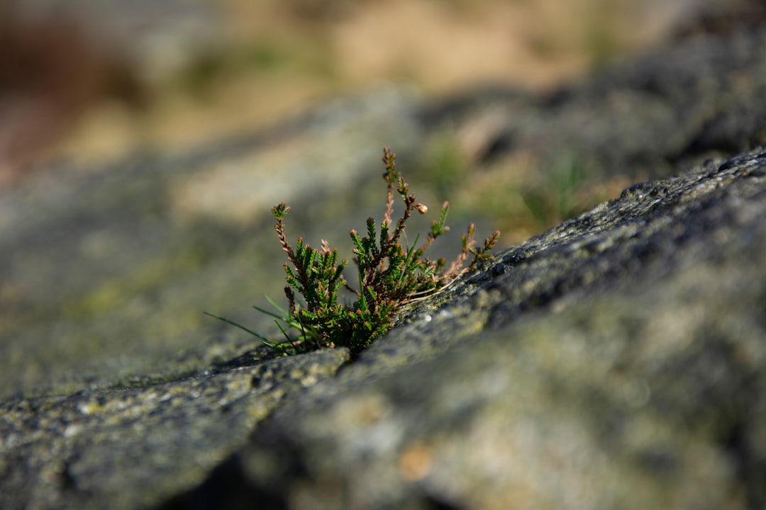 green plant on gray rock