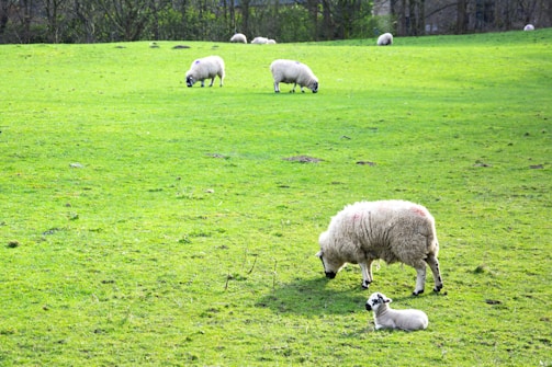 A lush green field with several sheep grazing peacefully. A lamb lies close to one sheep in the foreground, with more sheep scattered in the background. The setting is serene and pastoral with trees lining the horizon.