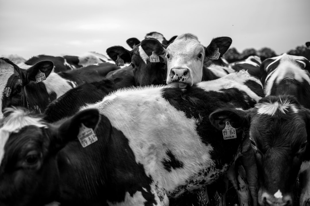 grayscale photo of cow in field