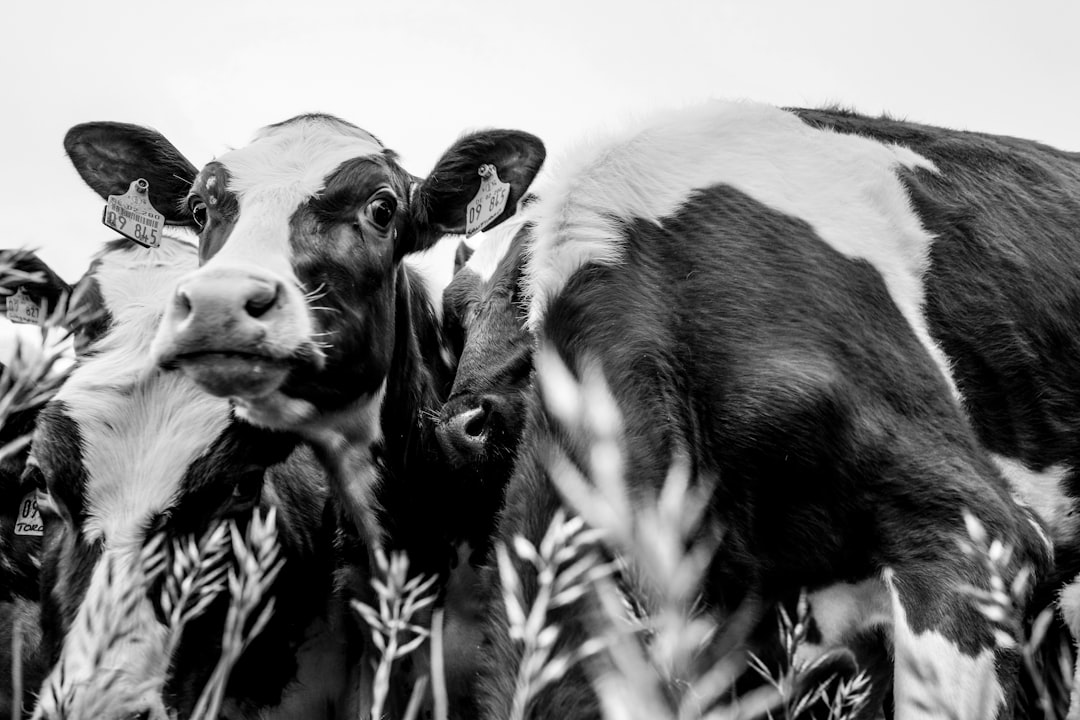 grayscale photo of cow on grass field