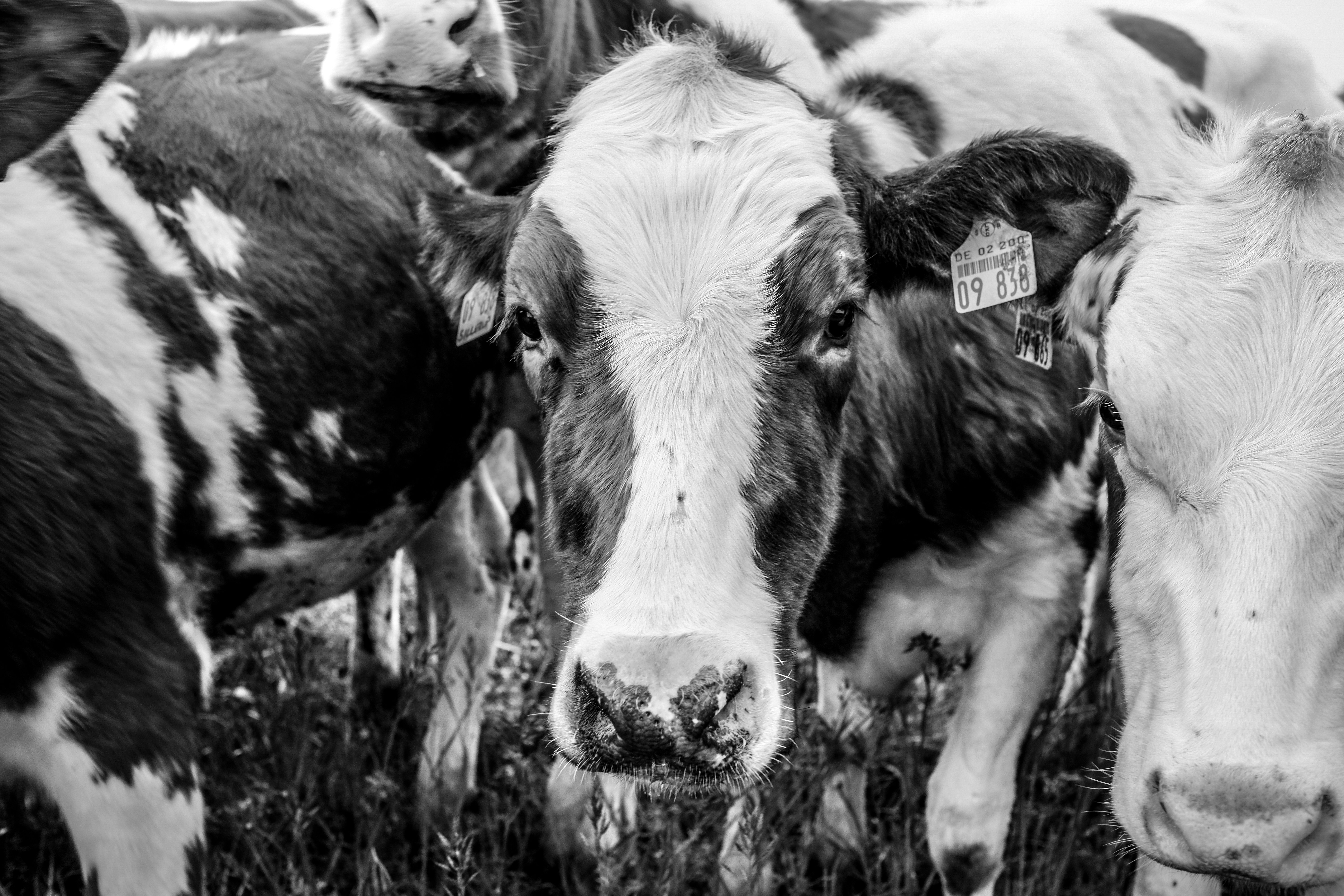 grayscale photo of cow on grass field