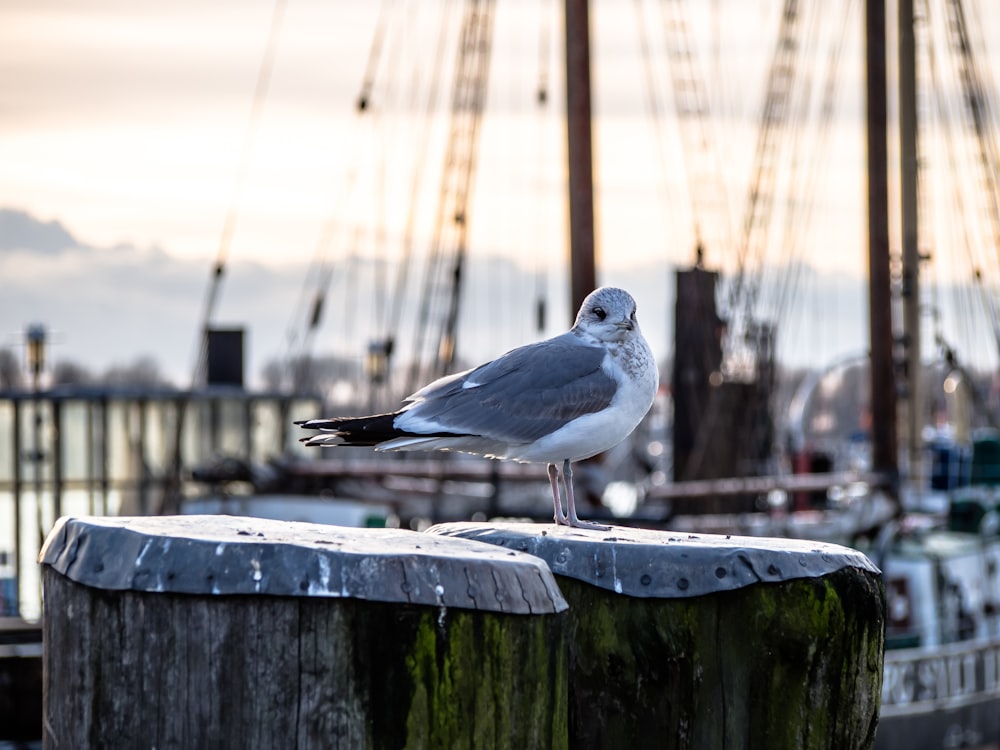 pássaro branco e cinza na cerca de madeira marrom durante o dia