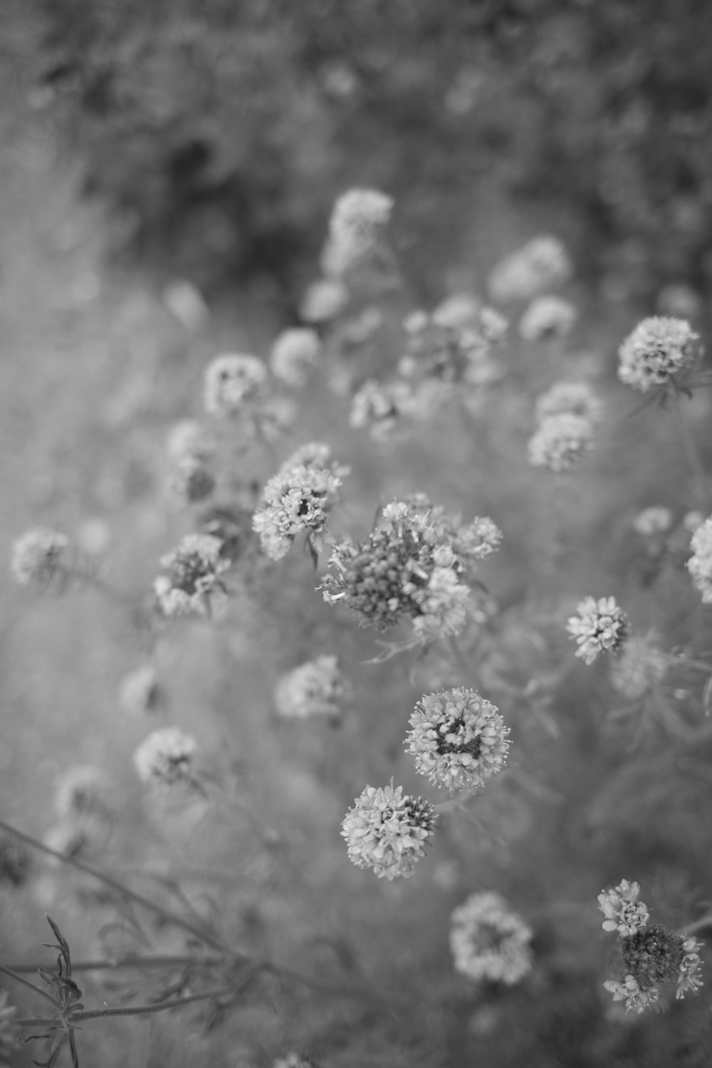 grayscale photo of white flowers