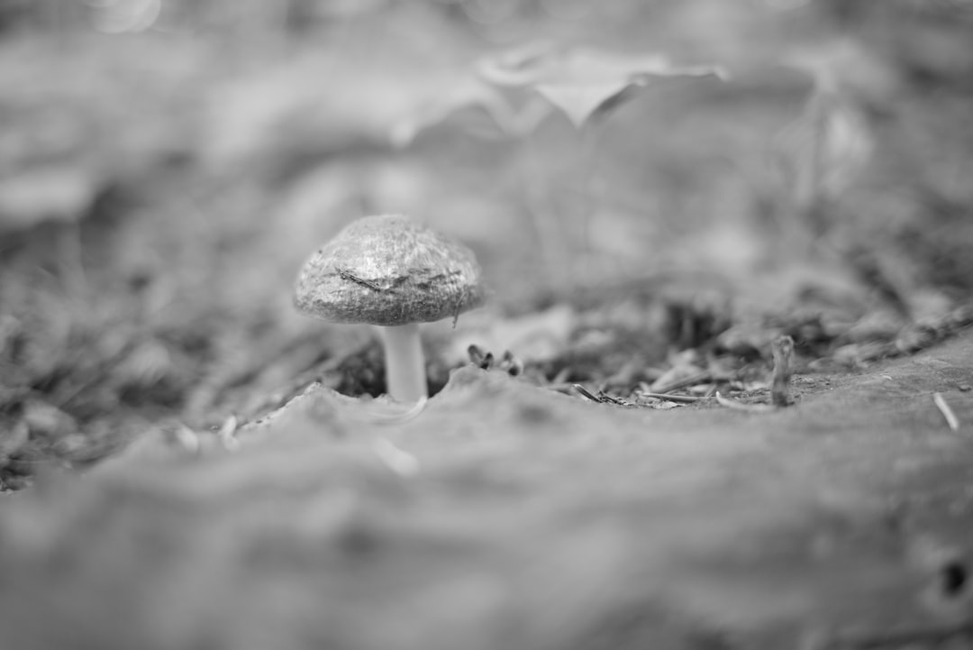 grayscale photo of mushroom on ground