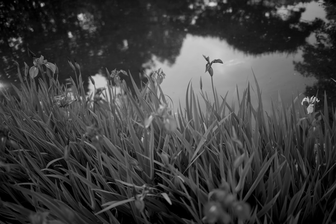 grayscale photo of person in water