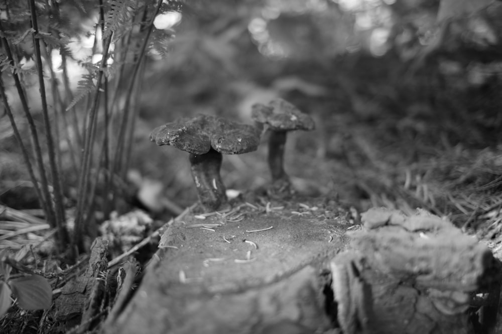 grayscale photo of mushroom on tree trunk