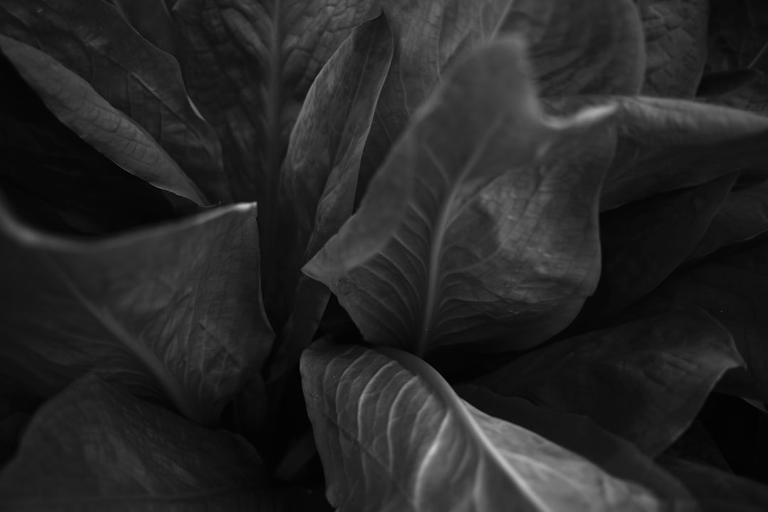 grayscale photo of leaves in close up photography