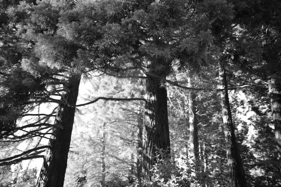 grayscale photo of trees and plants
