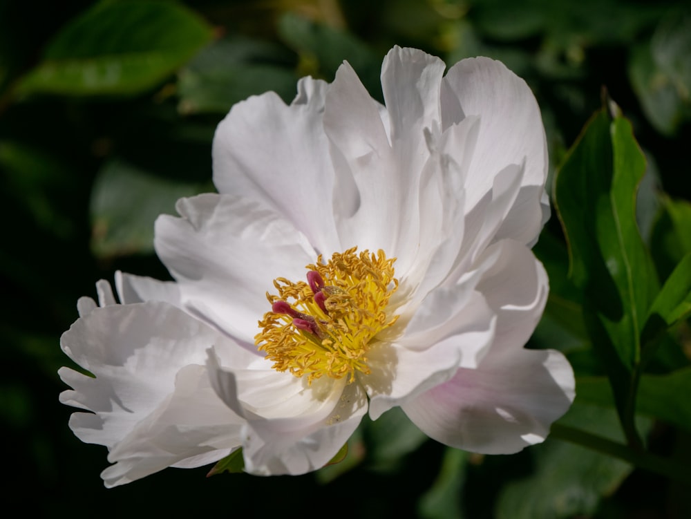 white flower in tilt shift lens