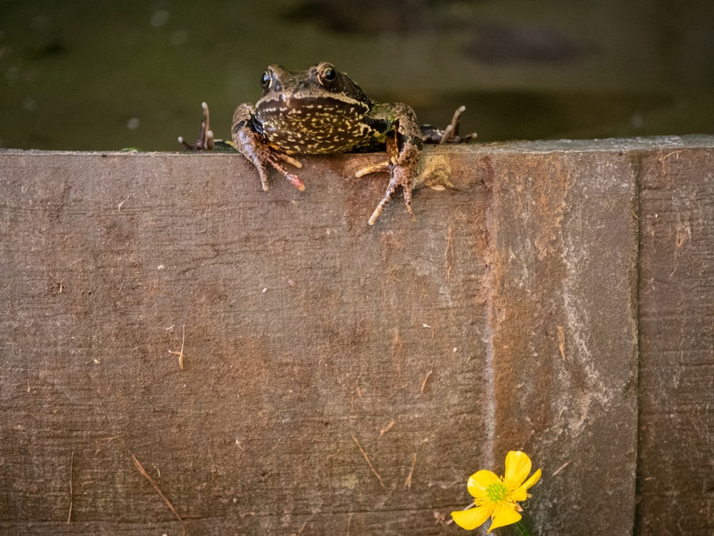 green frog on brown wooden plank