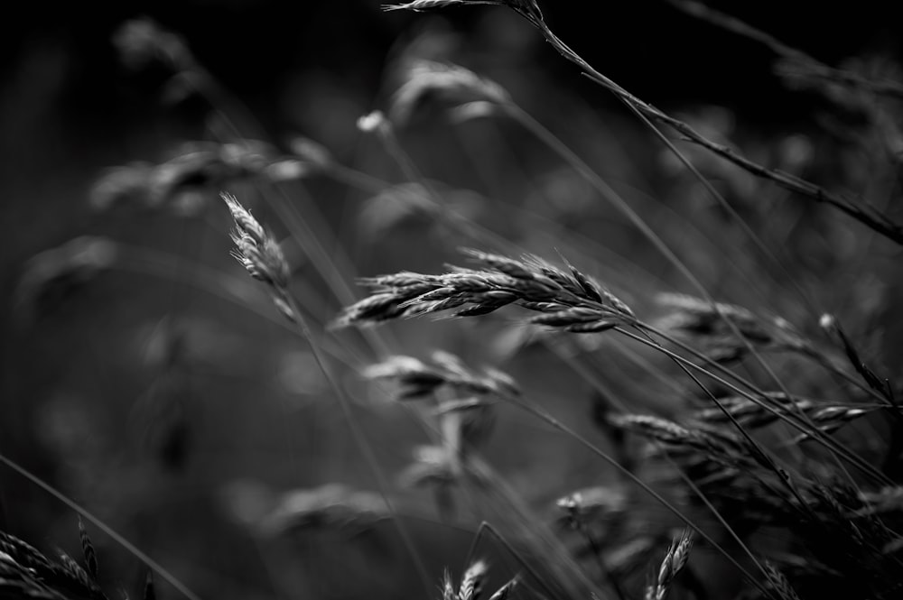 grayscale photo of wheat grass