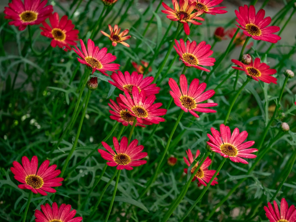 pink and yellow flowers during daytime