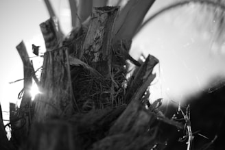 Close-up of a farmer carefully tapping a sugar palm tree in a sunlit forest.