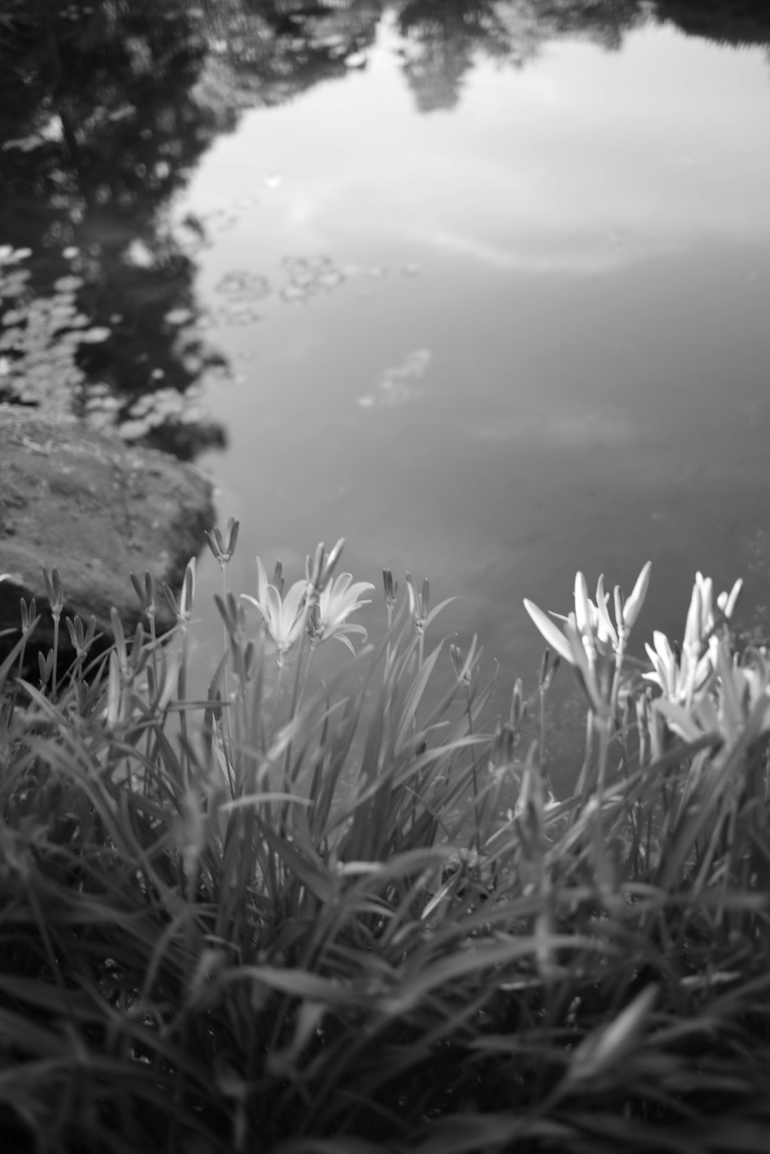 grayscale photo of grass near body of water