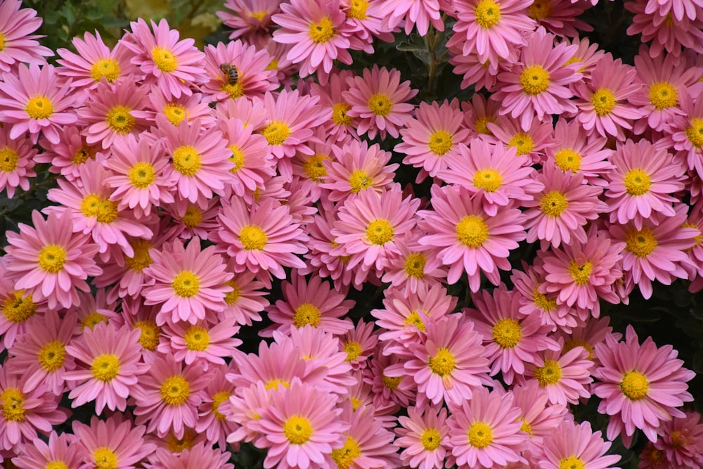 pink and white flower field