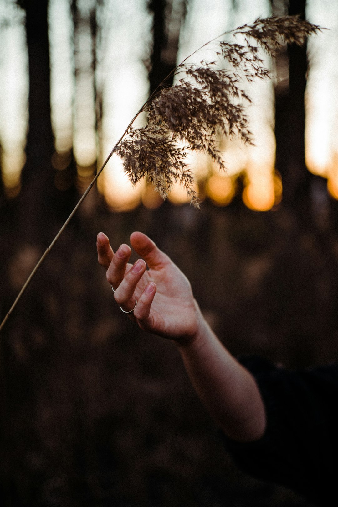 person holding a white flower during sunset