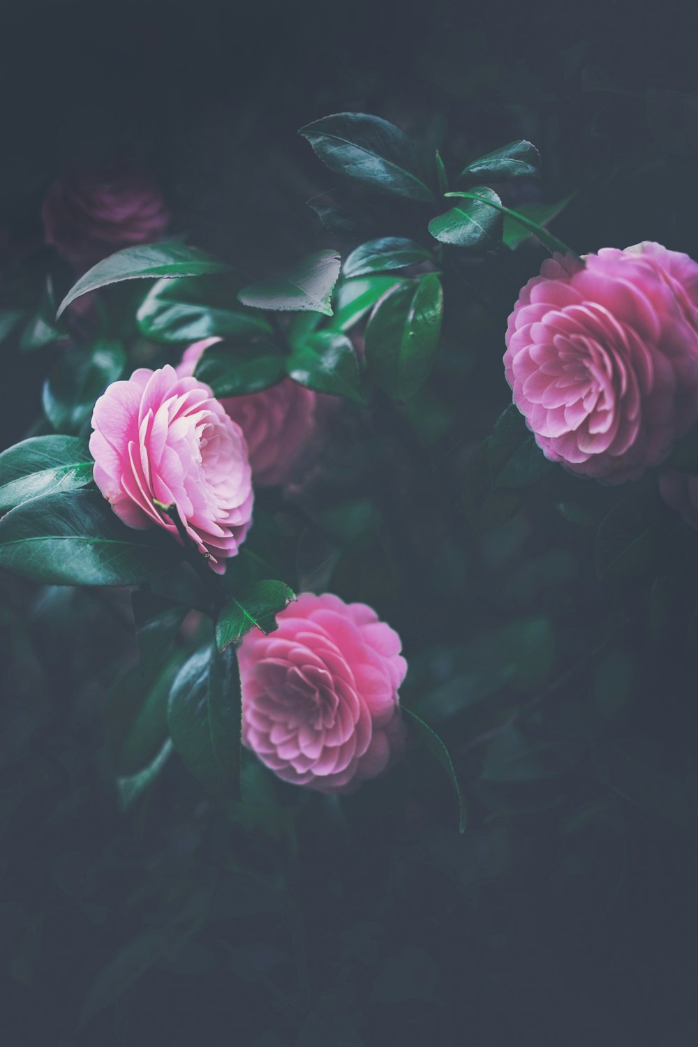 pink rose in bloom close up photo