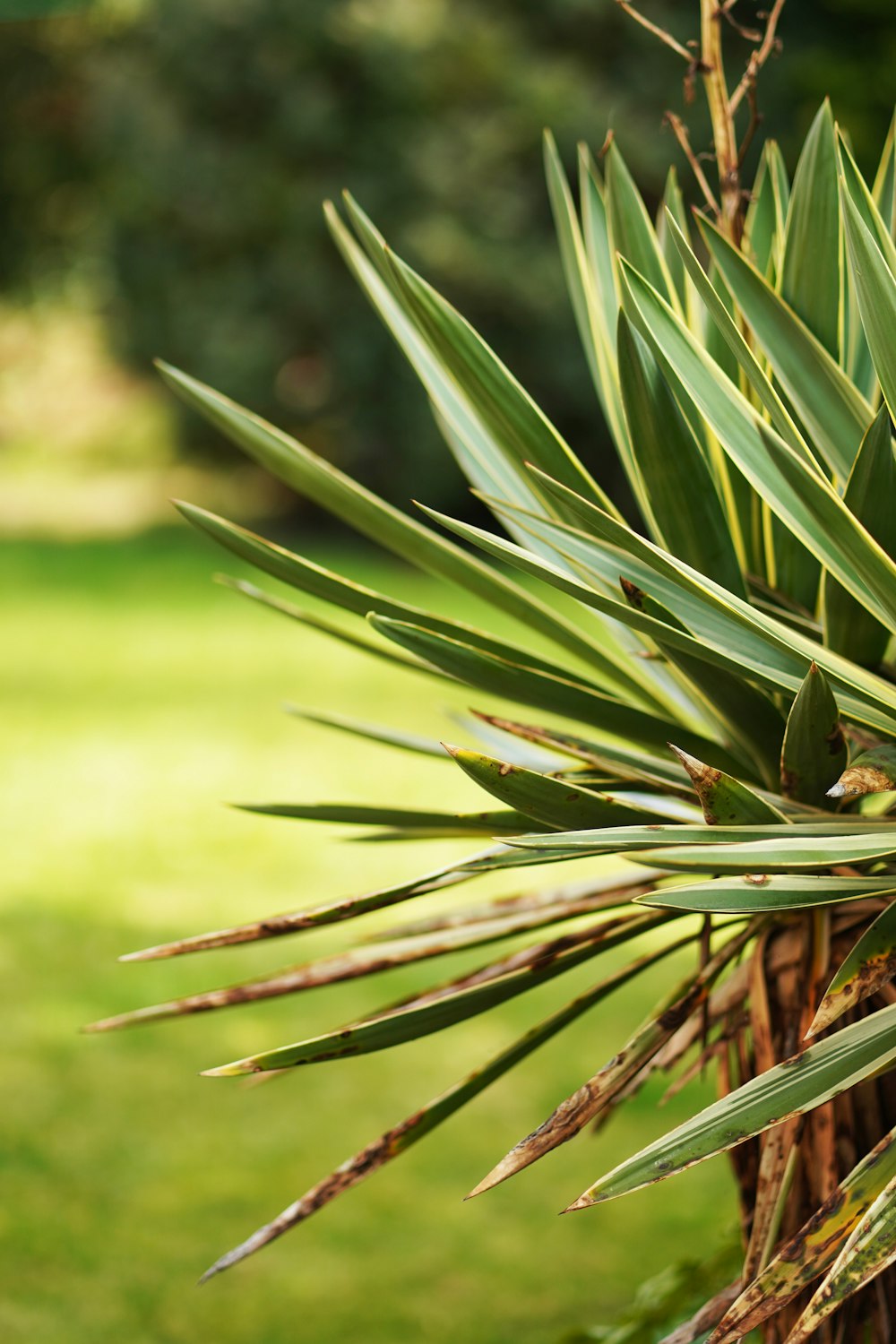 plante verte en gros plan photographie