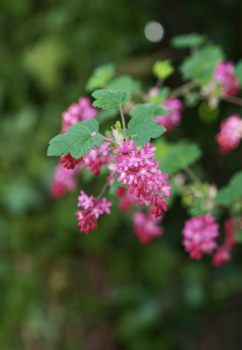 チルトシフトレンズのピンクの花