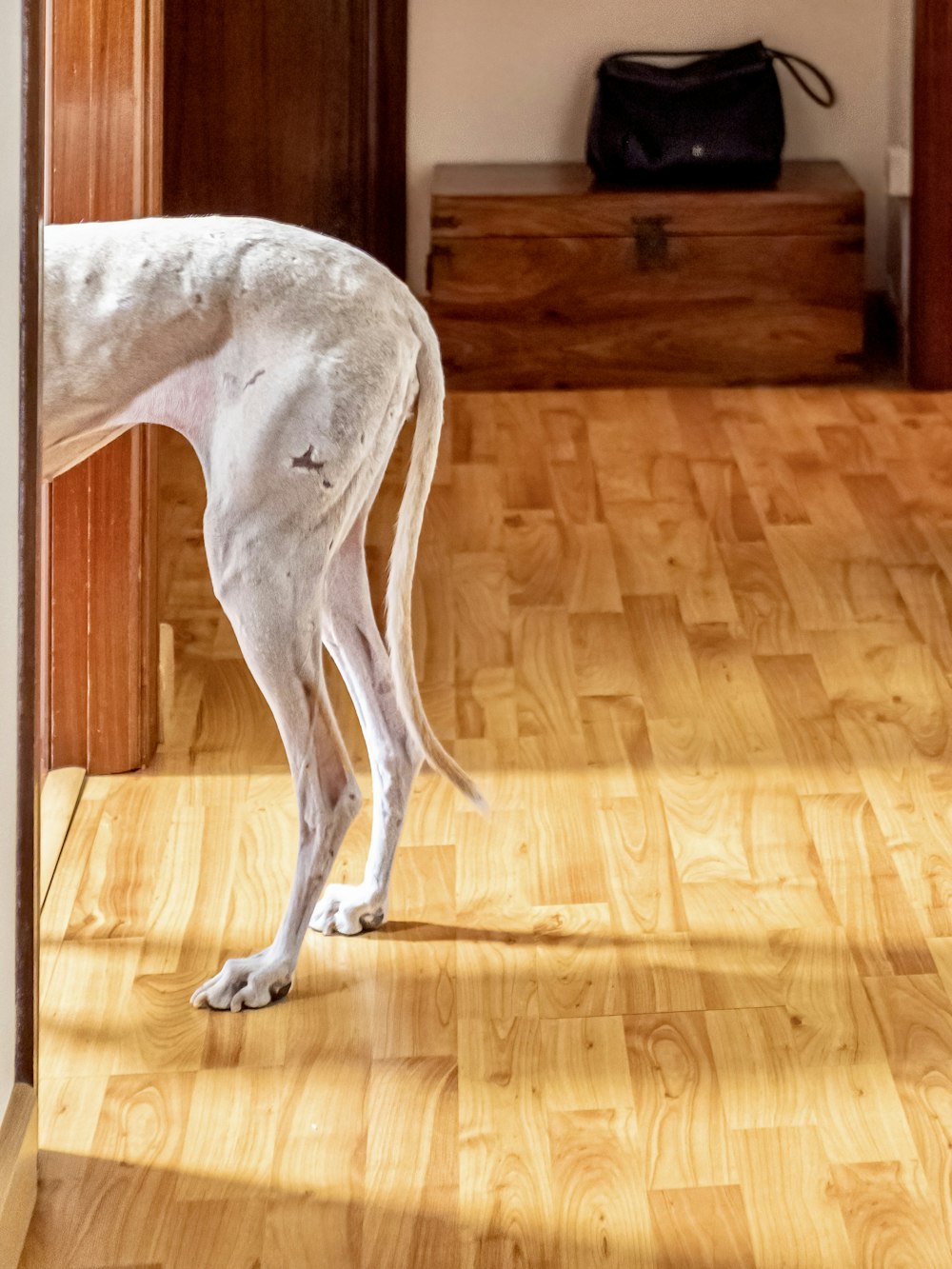 white and black dog on brown wooden floor