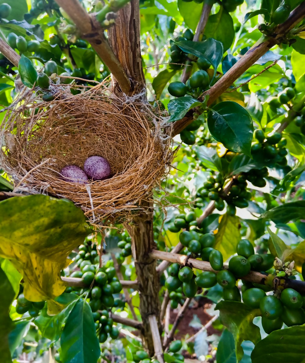 brown bird nest on green leaves during daytime