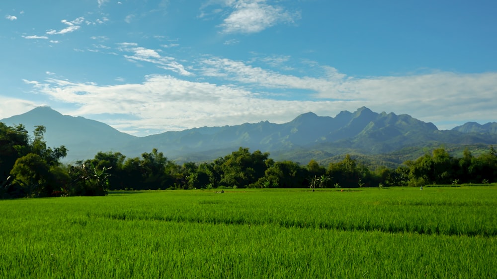 green grass field near green mountains under blue sky during daytime